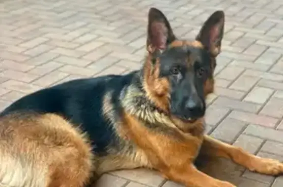 Собаки потеряшки, Яблоновский, фото: Потеряшка собака, улица Параскевова, 9, Яблоновский - немец чепрачный окрас