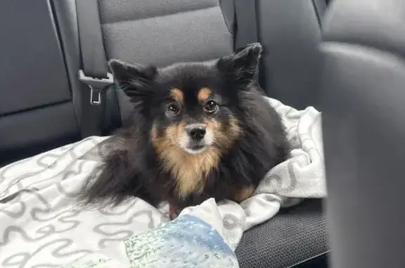 Найдена собака, Московский, фото: Найдена собака, 12, Московский - ухоженная, похожа на шпица