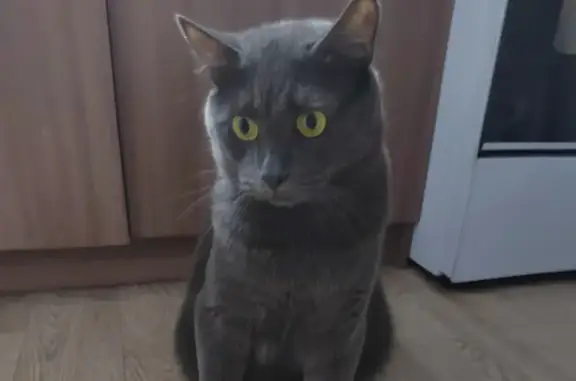 Пропал кот, Рудная улица, 24, Железногорск - серого цвета - photo