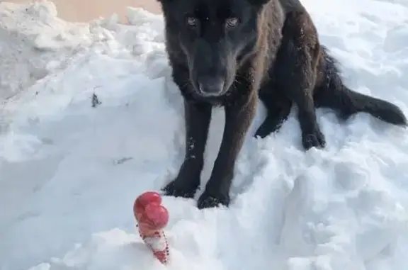 Пропала собака, Нижний Новгород - чёрная немецкая овчарка, немного белых волос - photo