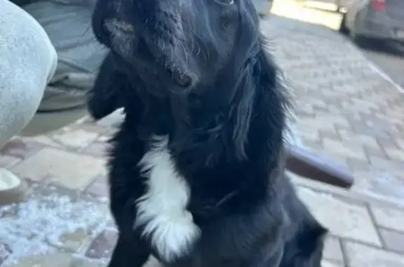 Найденные животные Михайловск, фото: Найдена собака, Привольный заезд, 20/2, Михайловск - девочка спаниеля