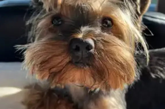 Пропал собака, улица Гагарина, 63А, Козьмодемьянск - йоркширский терьер, окрас чёрно-коричневый - photo