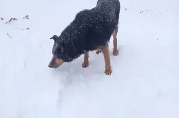 Найден собака, мужской, улица Романа Ердякова, Киров - photo