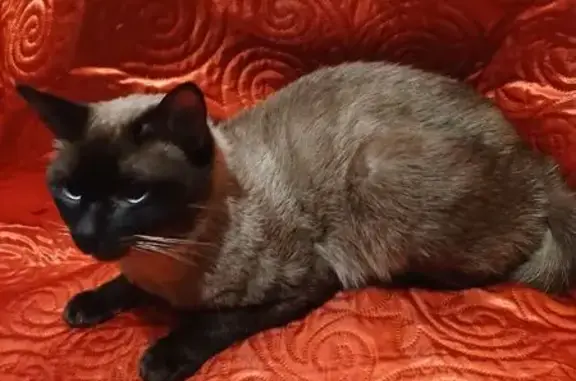 Найдена кошка, Москва, фото: Найдена кошка, Братиславская улица, Москва - молодой и кастрированный