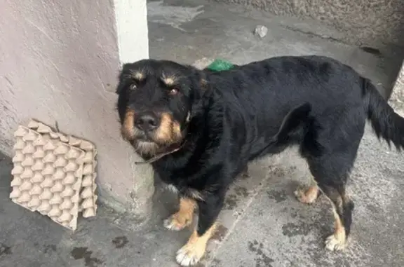 Найдена собака, Воронеж, фото: Найден собака, мужской, улица Генерала Лизюкова, 46, Воронеж