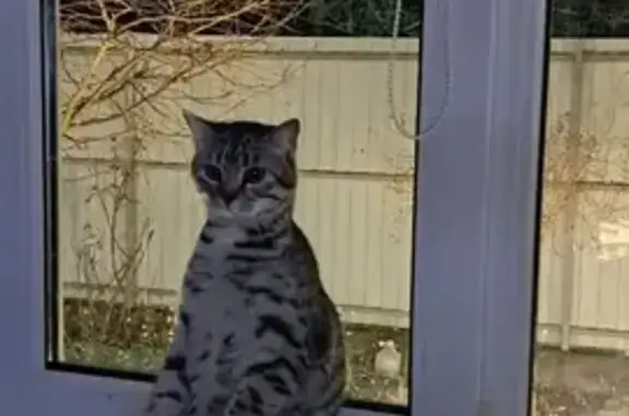 Найдена кошка, Краснодар, фото: Найден кот, Тополинная улица, 172, Краснодар - недавно кастрирован