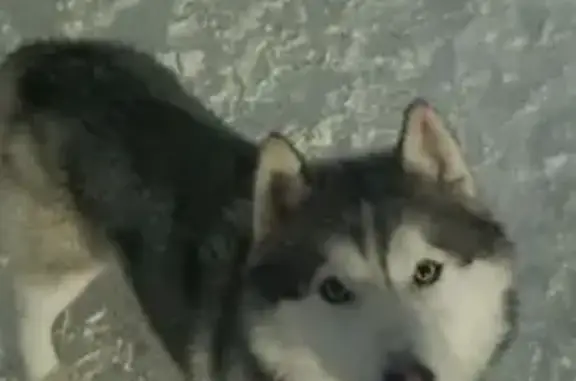 Найдена собака, Шоя-Кузнецово, фото: Найден собака, 88Н-07009, 19, Шоя-Кузнецово - контактный с ошейником