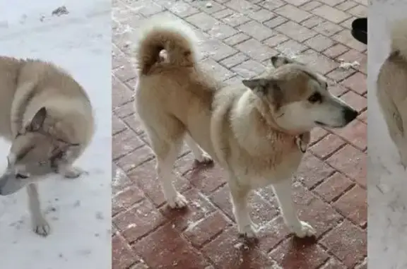 Найдена собака, Малахитовая улица, 18, Казань - лайка с ошейником - photo