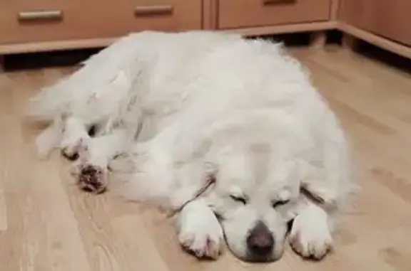 Пропала собака, девочка, Полевая улица, Петелино - photo