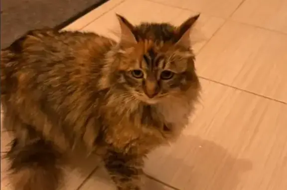 Найдена кошка, Нижний Новгород, фото: Найдена кошка, Львовская улица, 2, Нижний Новгород - трехшерстная и разговорчивая