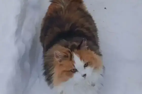 Кошки потеряшки, Казань, фото: Потеряшка кошка, улица Рихарда Зорге, 93А, Казань - очень пушистая и пугливая