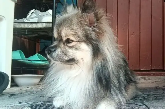 Собаки потеряшки, Богданович, фото: Потеряшка собака, улица Пищевиков, Богданович - кремово-соболиная, добрая