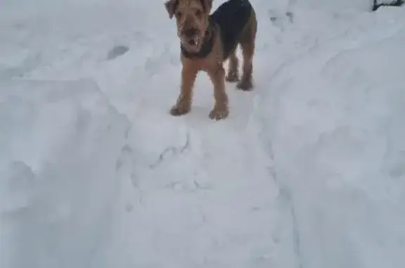 Пропал собака, 24, Степаново — порода Эрдель терьер, 6 лет - photo