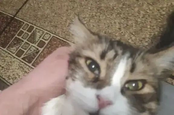 Найдена кошка, улица Папина, 21/3, Липецк - коричнево-белая, ласковая - photo