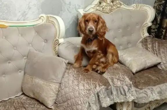 Пропала собака, Всесоюзная улица, Ростов-на-Дону - коричневый, выбежал со двора - photo