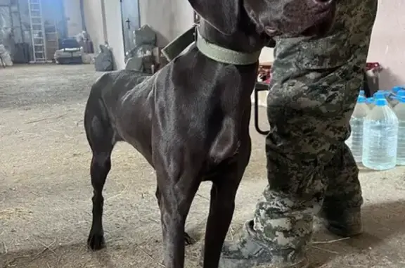 Найдена собака, Яковлевский городской округ, фото: Найдена собака, 14Н-769, Яковлевский городской округ - породистая с ошейником