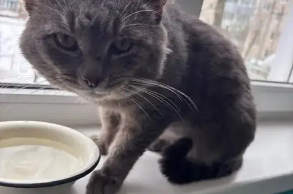 Найдена собака, Иваново, фото: Найден собака, улица Шубиных, 36А, Иваново