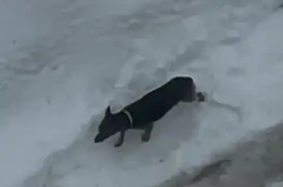 Найденные животные Чебоксары, фото: Найдена собака, улица Рихарда Зорге, 4, Чебоксары - светлый ошейник