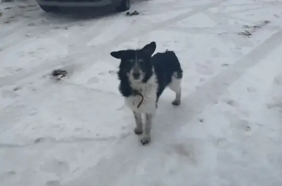 Найдена собака, Большая Тросна, фото: Найдена собака, д. Старая Самохвалова, Большая Тросна - добрая и домашняя