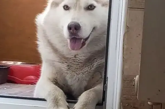 Пропала собака, улица Сызранова, 22, городской округ Таганрог - photo