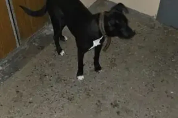 Найдена собака, Тверь, фото: Найдена собака, улица Ткача, городской округ Тверь - черный щенок с отгрызенным кожаным ошейником