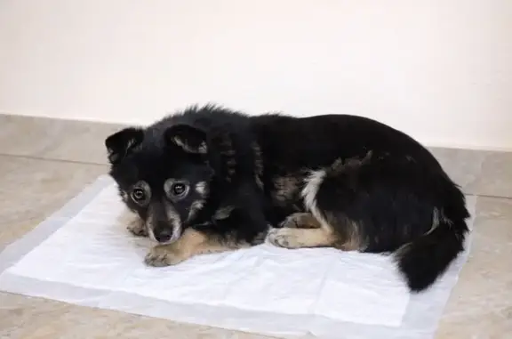 Найдена собака, Краснодар, фото: Найден собака, мужской, 2-й проезд Димитрова, Краснодар - молодой и хромает