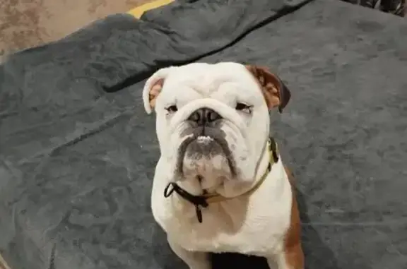 Пропала собака Мальчик, Барсуки (rl1149222) - photo