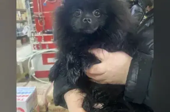 Найденные животные Брянск, фото: Найдена собака, Московский проспект, Брянск - чёрный кобель