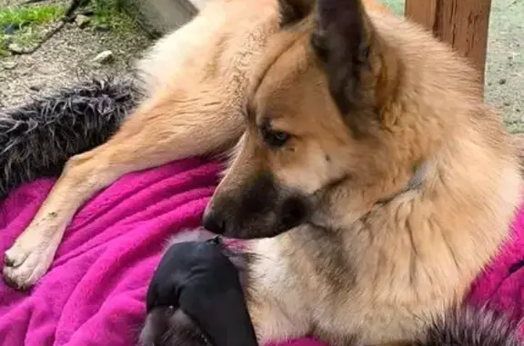 Пропал собака, мужской, улица Кошмана, Солохаул, Сочи - рыжий окрас, похож на овчарку - photo