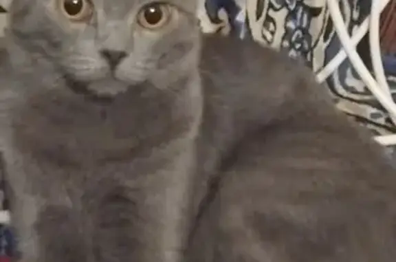 Пропал кот, Центральная улица, 93, Ишим - британец с карими глазами - photo