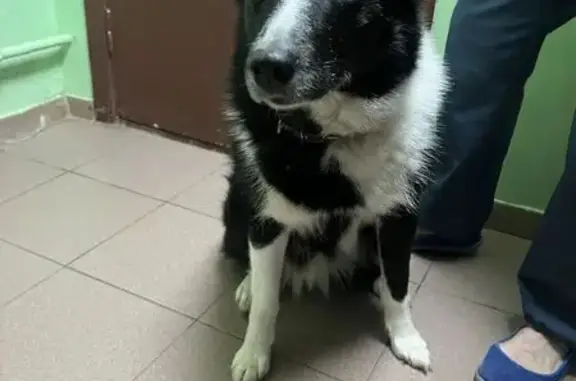 Найдена собака, Ижевск, фото: Найдена собака, улица Льва Толстого, городской округ Ижевск - бело чёрная