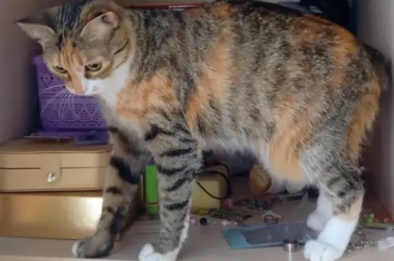 Пропала кошка, Извилистая улица, 10Б, Ростов-на-Дону - белая грудка и лапки - photo