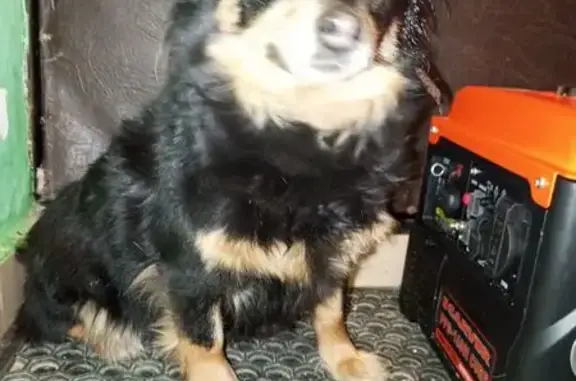 Найдена собака, Белгород, фото: Найдена собака, женский пол, Первомайская улица, 15, Белгород