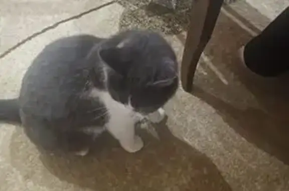 Пропала кошка, Ессентукская, Ставропольский край - бело-серая - photo