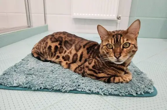 Пропал кот, 5-я Садовая улица, 41, Кратово - бенгальский, пятнистый окрас - photo