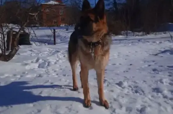 Пропала собака, Топольчанская улица, Базарный Карабулак - рыжий с чёрной спиной - photo