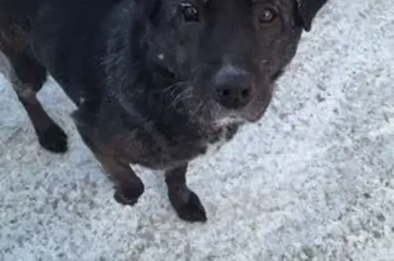 Найдена собака, Кафтанчиково, фото: Найден собака, Коммунистическая улица, 18, Кафтанчиково - чёрный кобель с белой полосой на груди