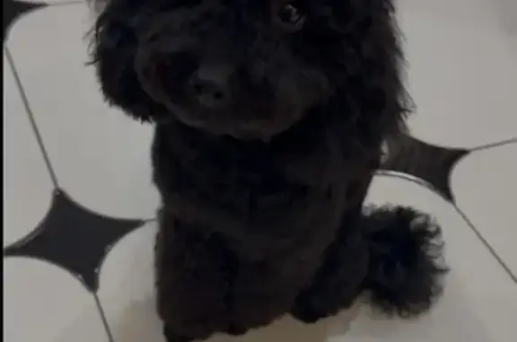 Пропал собака, Романовское шоссе, городской округ Волгодонск - черный миниатюрный пудель - photo