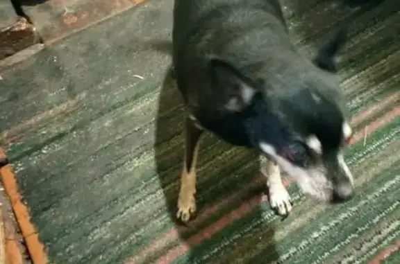 Найдена собака, Песочный переулок, Саранск - похожа на чихуахуа - photo