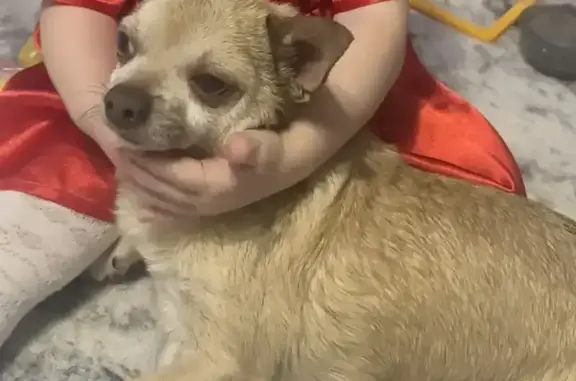 Пропала собака, Пограничная улица, 24, Новороссийск - photo