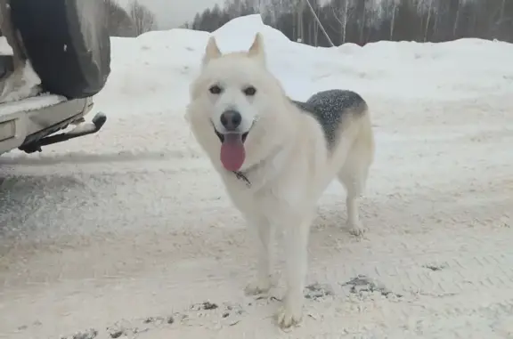 Найдена собака, Бакшеевское, фото: Найден собака, Бакшеевское сельское поселение, Костромская область - кобель, домашний