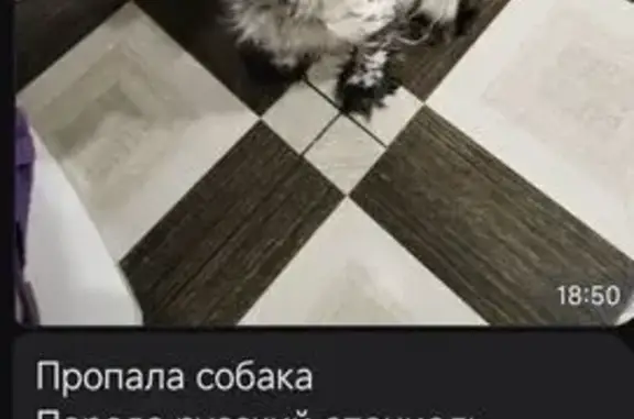 Пропал собака, Магистральная улица, 35, Рубцовск - бело-чёрный с чёрным пятном в виде сердца - photo