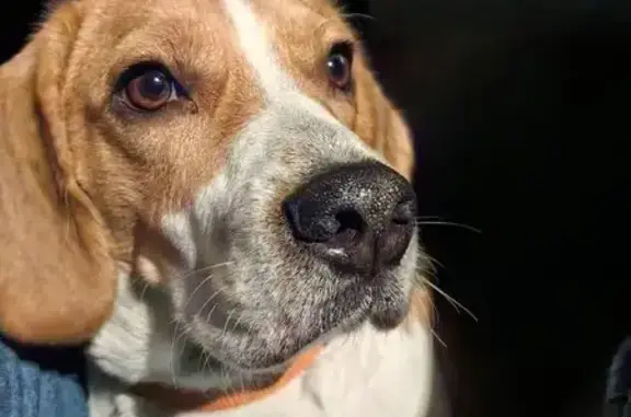 Собаки потеряшки, Зарайск, фото: Потеряшка собака, женская, улица Пожарского, 7, Зарайск - стерилизована