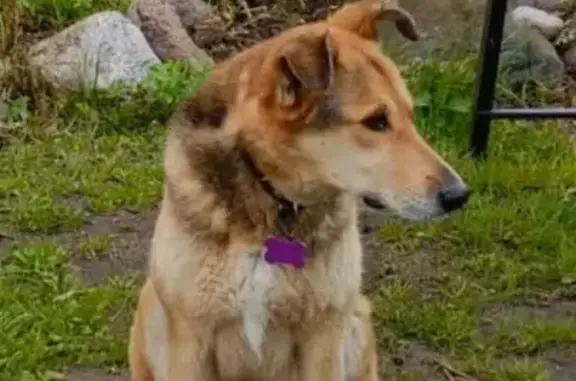 Пропала собака, 4-я Тормозная улица, 7, Ярославль - чёрно-рыжая дворняга с адресником - photo