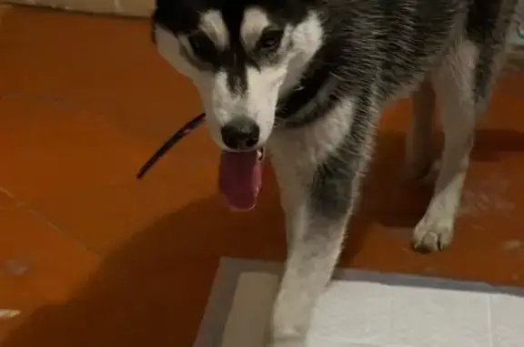 Найдена собака, Омск, фото: Найден хаски, мальчик, улица Суворова, 109, Омск