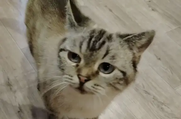 Пропала кошка, улица Ситникова, 78, Кунгур - смесь сиамки с бенгальцем - photo