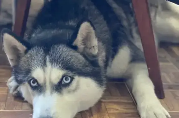 Пропала собака, Коллективная улица, 31, Кабардинка - не агрессивная, без ошейника - photo