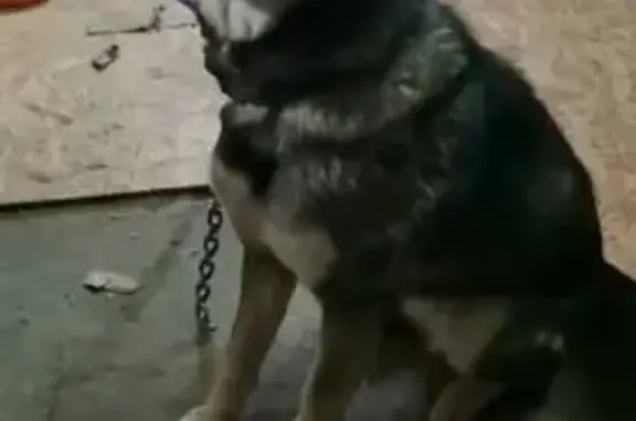 Собаки потеряшки, Новосибирск, фото: Потеряшка собака, женский пол, улица Печатников, 10, Новосибирск - красивая волчий окрас