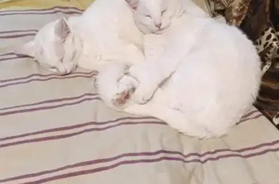 Пропала кошка, улица Твардовского, 5 к2, Мякинино, Москва - белый окрас, в ошейнике - photo