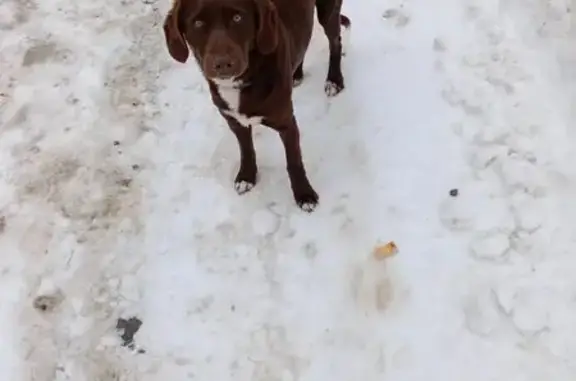 Найдена собака, Ульяновск, фото: Найден собака, Железнодорожная улица, 19, Ульяновск - молодой пёс с ошейником
